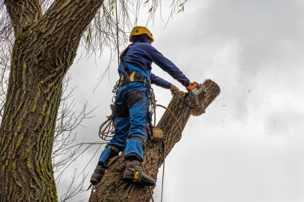 Reliable Charlotte, MI Tree Care  Solutions